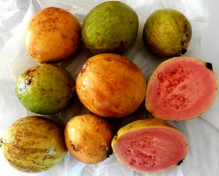 Guava Fruit
